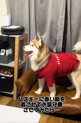 赤い服を着た犬1