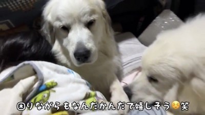 子どもを囲む2匹の犬
