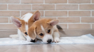 二匹の子犬とトイレシート