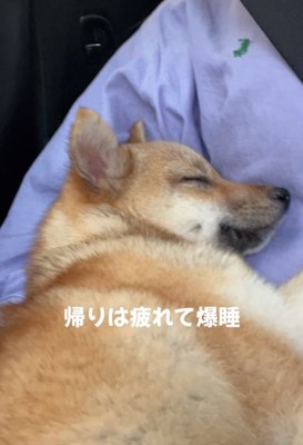 爆睡のこむぎちゃん