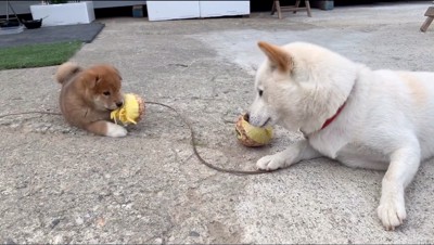 見つめ合う子犬と父親犬