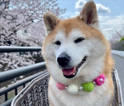 愛され