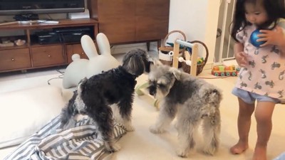 犬2匹と子ども