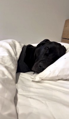 枕で横になる犬