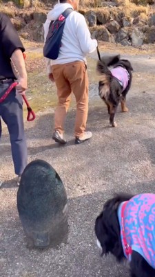 しっぽを振りながら石から離れていく犬