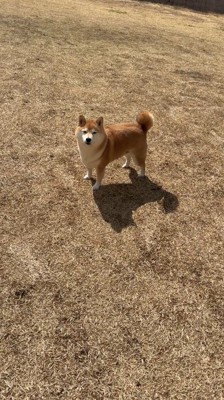 原っぱに立つ犬