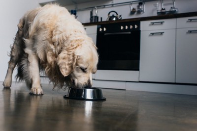 ボウルから食事をする犬