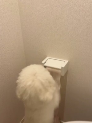 トイレットペーパーに前足をかける犬