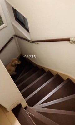 イクラちゃんも来た！