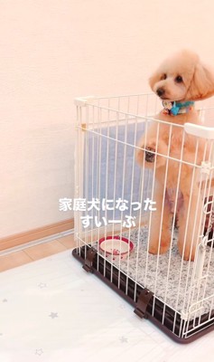 すいーぶ君の成長と変化