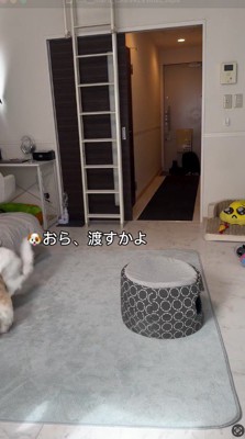 猫に吠える犬