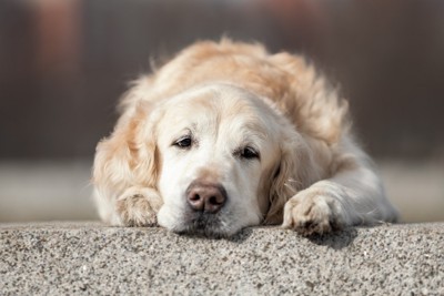 寝そべるシニア犬