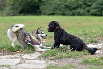 プードル系の犬を遊びに誘うハスキー系の犬