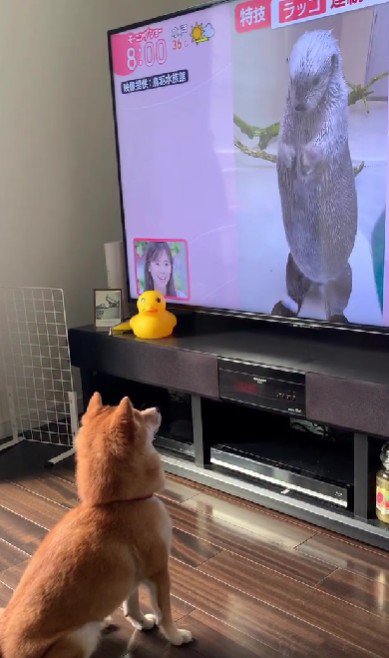 ラッコを見たまろんちゃんは…