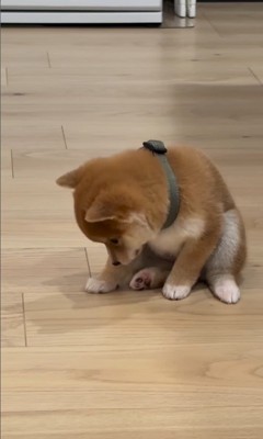 はむちゃんの寝落ち2