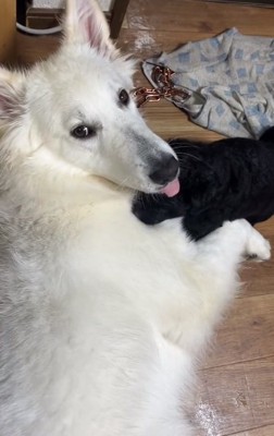 子犬とウルちゃん