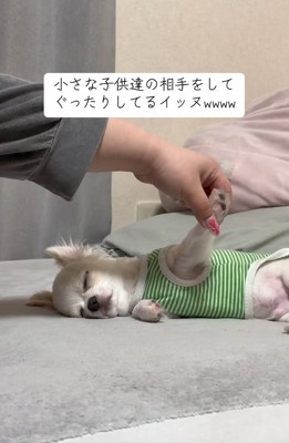手を持ち上げる飼い主さん