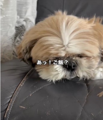 顔を起こす犬