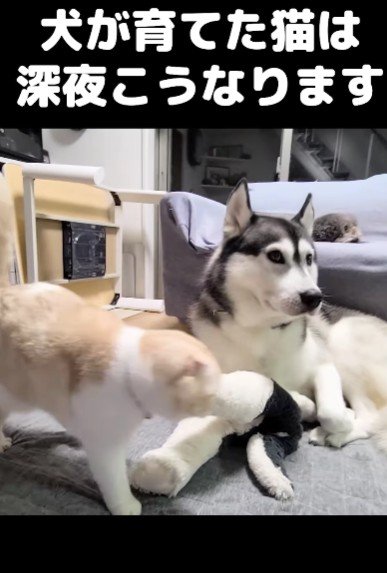 犬に育てられた猫