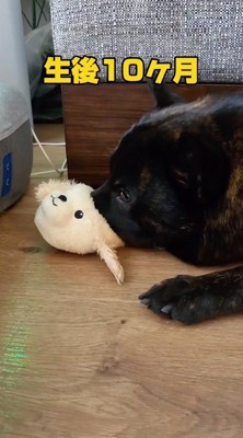 スリッパに鼻を入れて遊んでいる犬