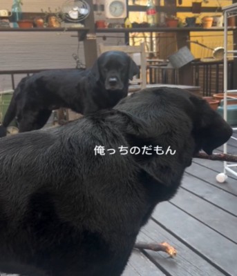 見つめ合う2匹の犬2