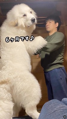 男性に抱えられて立ち上がる犬