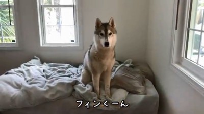 飼い主さんを見つめるフィンくん