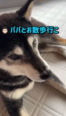 散歩に誘うパパ