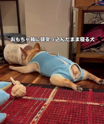おもちゃ箱に頭を入れて伏せる犬