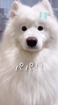 飼い主の言葉を真剣に聞く犬