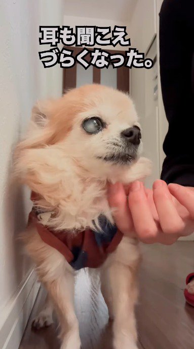 飼い主に顎を撫でられる犬