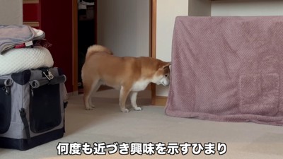 子犬に興味津々!