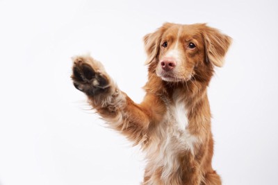 前足を上げる犬