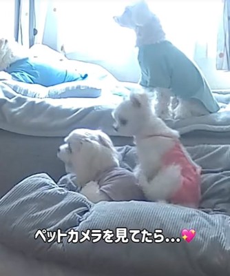 起き上がった小型犬