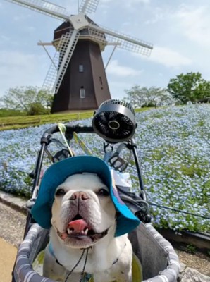 花畑を楽しむ犬
