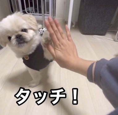 指示で飼い主の手に前脚をタッチするペキニーズ