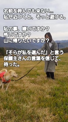リードを付けられて草むらを走り回る犬