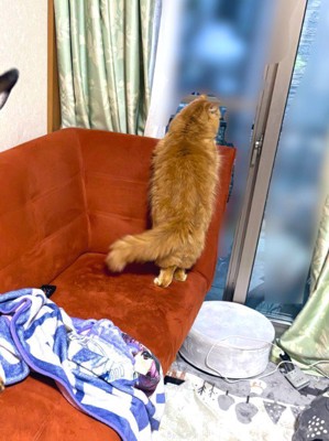 猫を撮ろうとしたら…