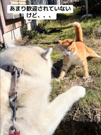 威嚇されるROSEちゃん