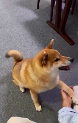 笑顔でお手するぽてとくん