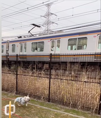 電車と並走する犬1