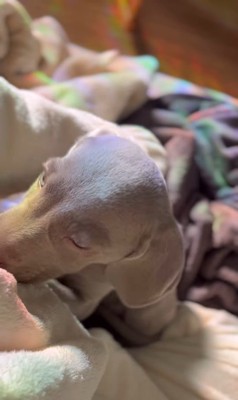 飼い主さんに甘えるジョージくん6