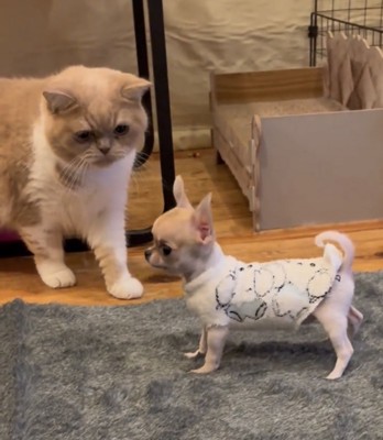 洋服姿で猫と向き合う犬