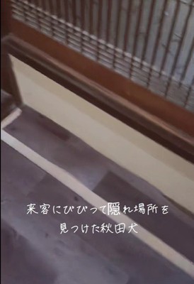 お客さんが来た時のひめちゃん