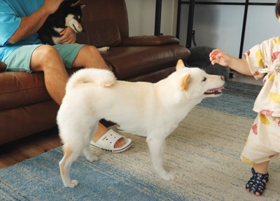 歩く子供と犬