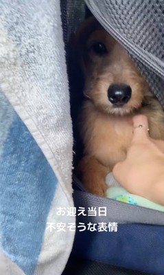 お迎え後のどん君の変化