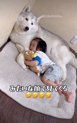 犬を枕にして眠る男の子4