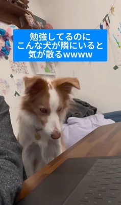 勉強中に隣にきたラスカルくん3