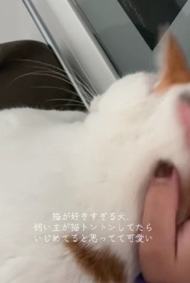 猫をトントンしていたら…