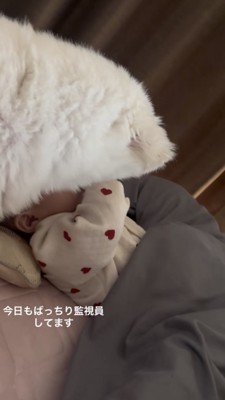 ベッドで寝る赤ちゃんを見守る犬の後ろ姿